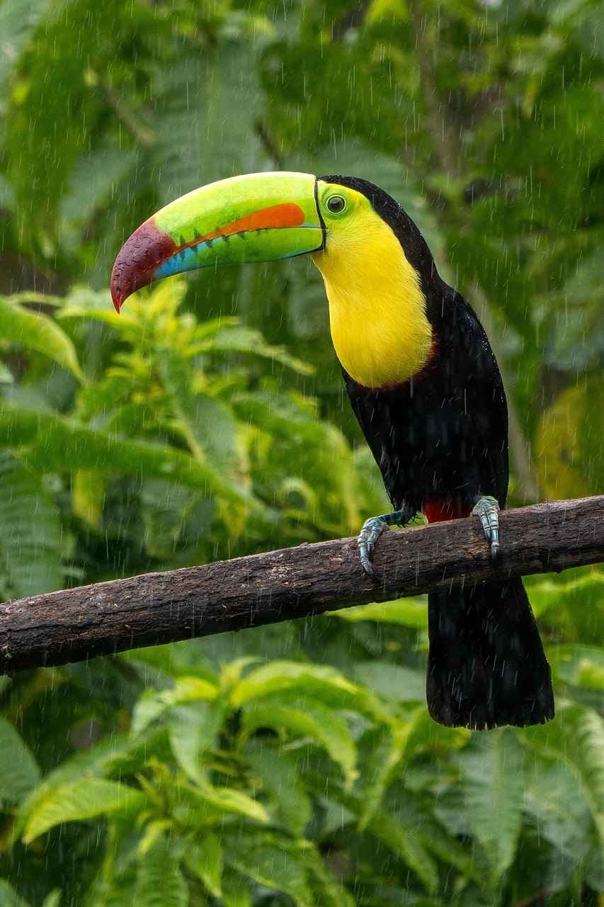 "10 Easy Steps to Plan Your Perfect Costa Rica Adventure"